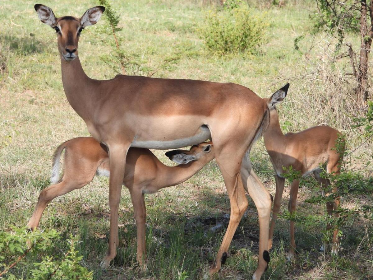 Kwalata Game Lodge Klipdrift Eksteriør billede